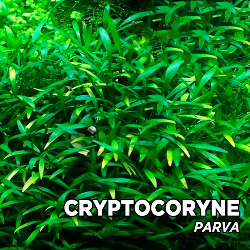 کریپتوکورین پاروا Cryptocoryne Parva