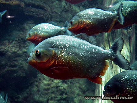 اکوسیستم های آمریکا : رودخانه آمازون (Amazon River)