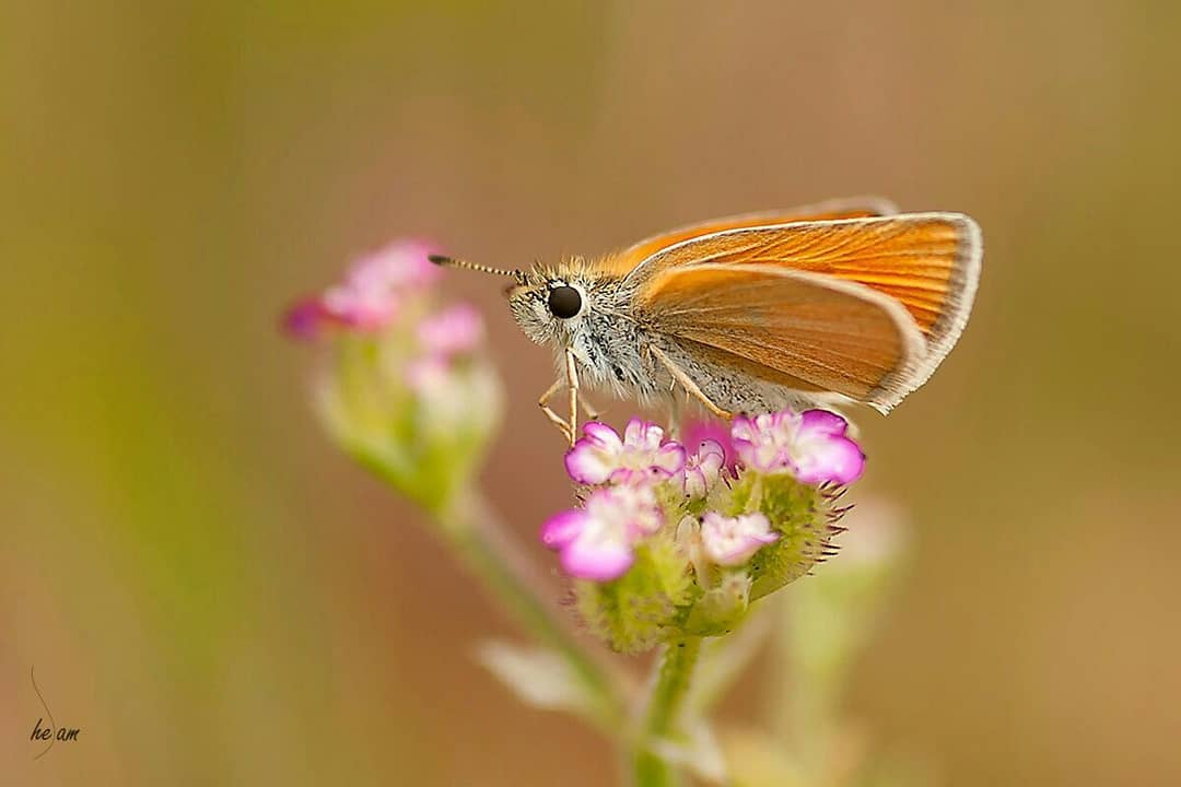 پروانه های ایران - Thymelicus lineola