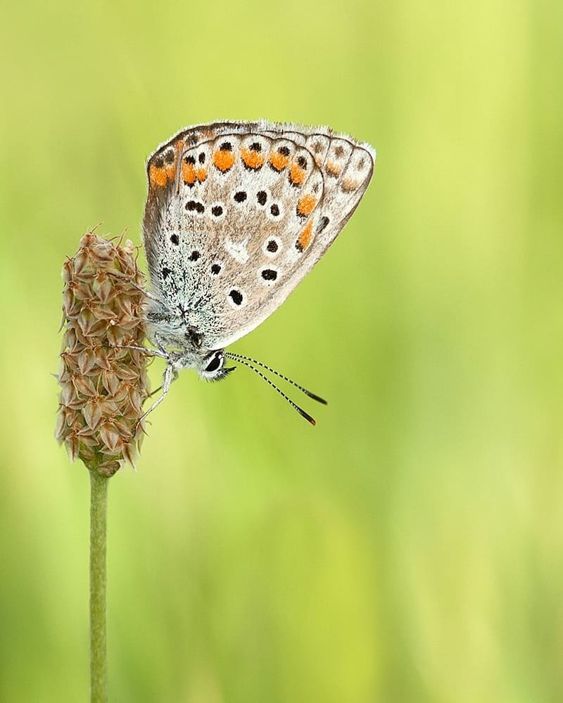 پروانه های ایران - Polyommatus icarus
