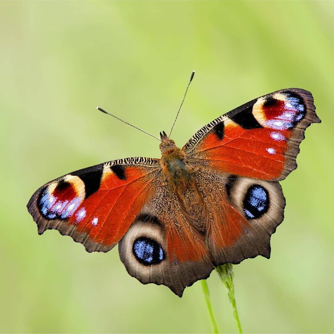 پروانه های ایران - Aglais io