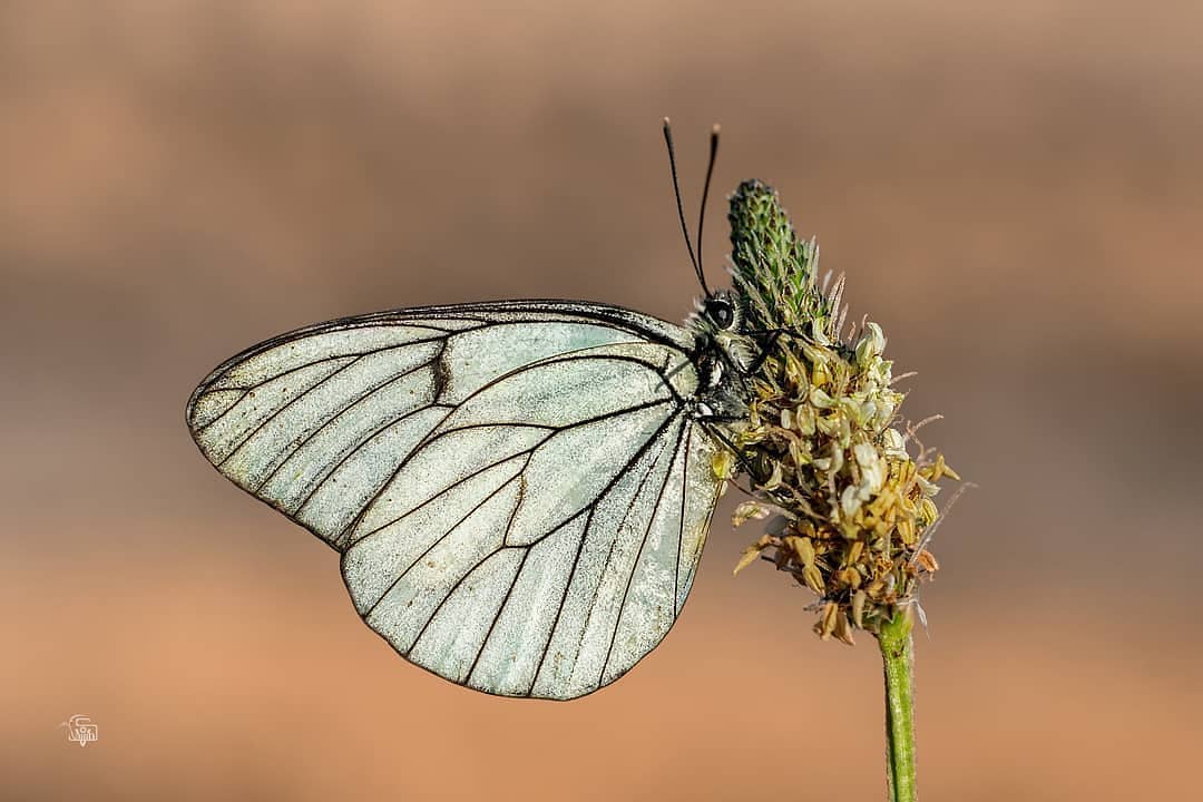 پروانه های ایران - Aporia crataegi