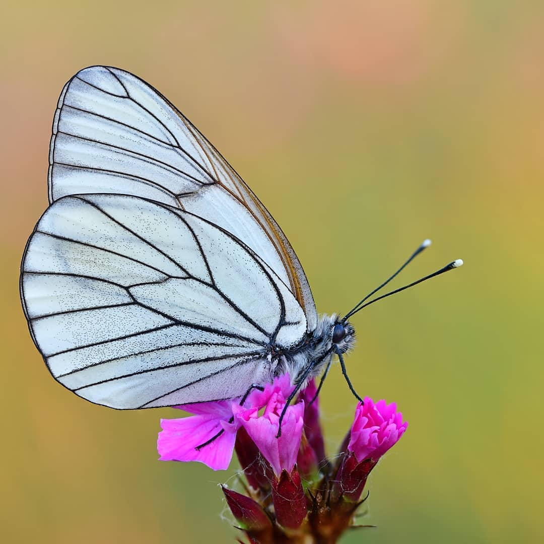 پروانه های ایران - Aporia crataegi