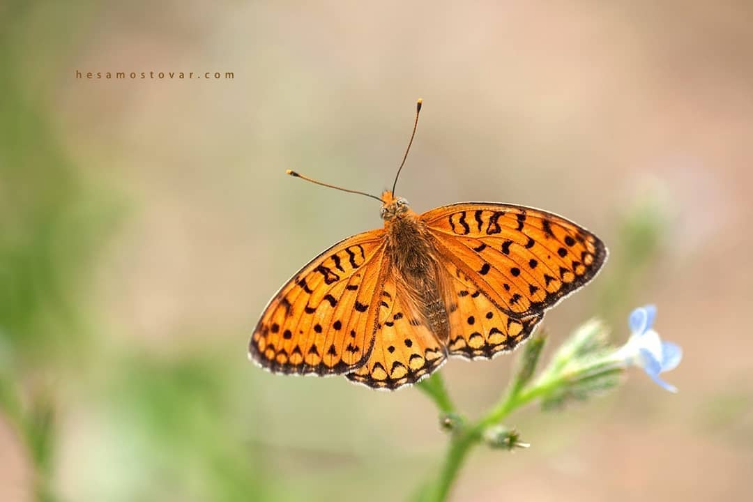 پروانه های ایران - Argynnis niobe