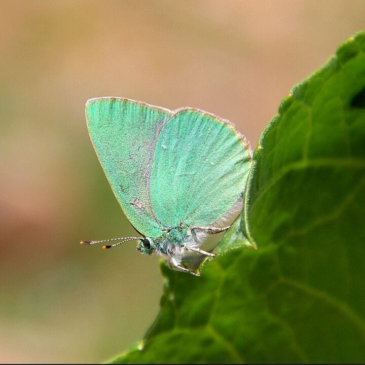 پروانه های ایران - Callophrys danchenkoi
