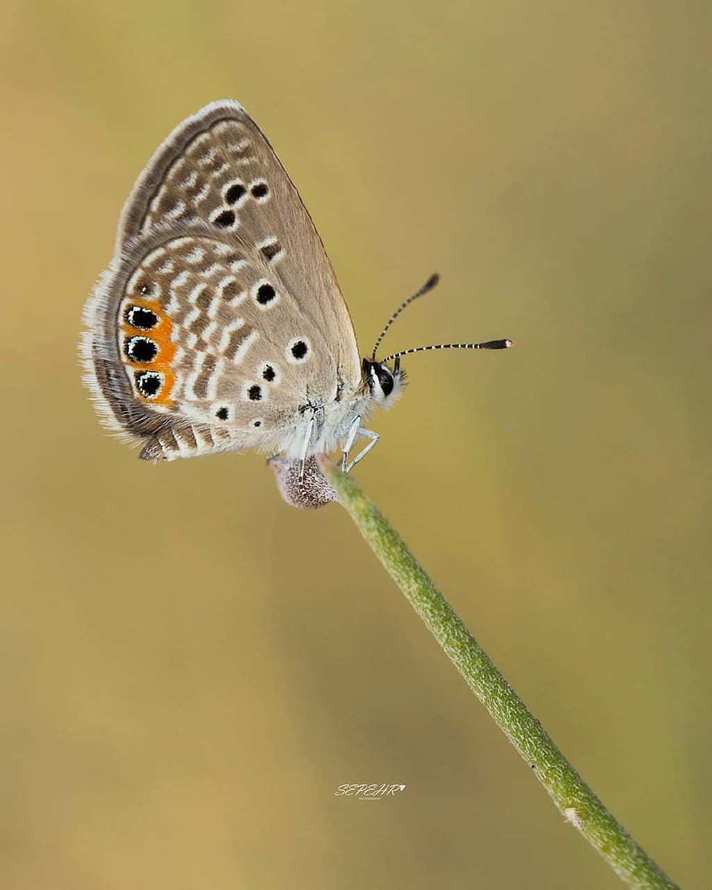 پروانه های ایران - Chilades trochylus