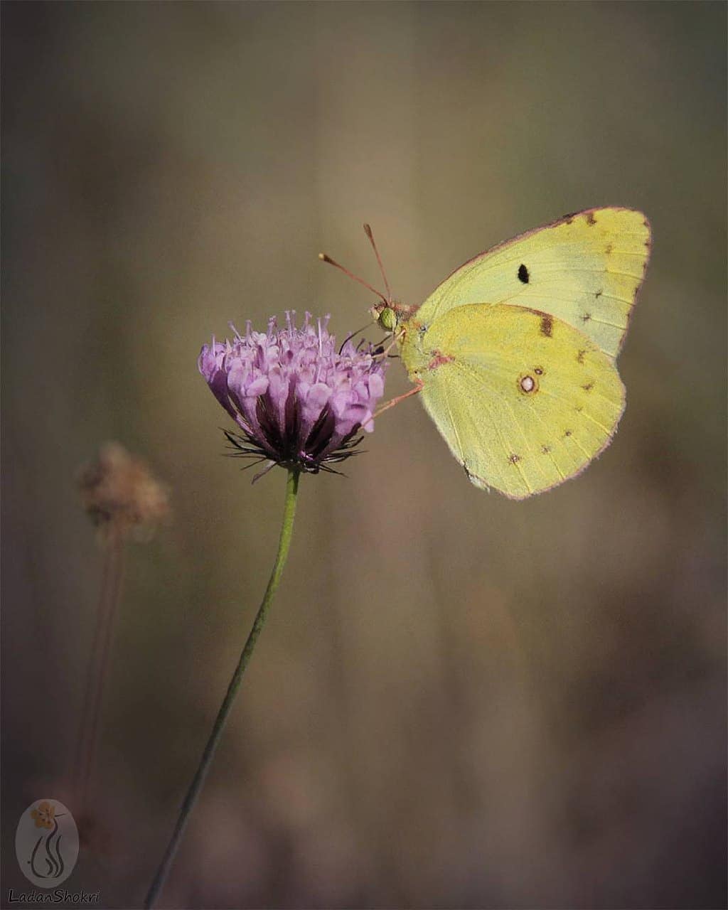 پروانه های ایران - Colias alfacariensis