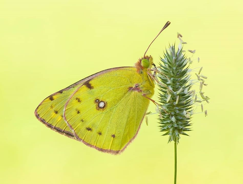 پروانه های ایران - Colias hyale