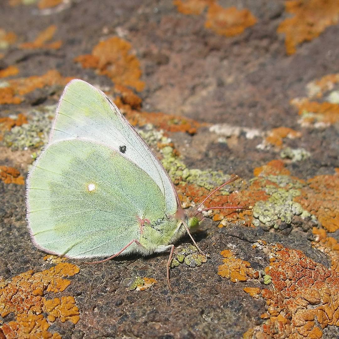 پروانه های ایران - Colias sagartia