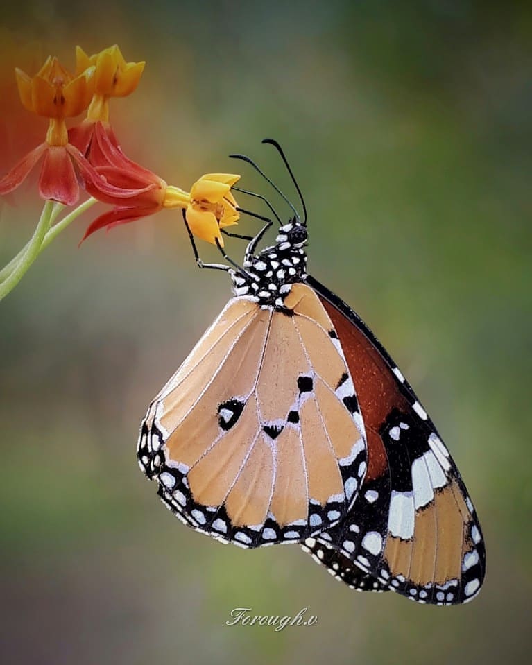 پروانه های ایران - Danaus chrysippus