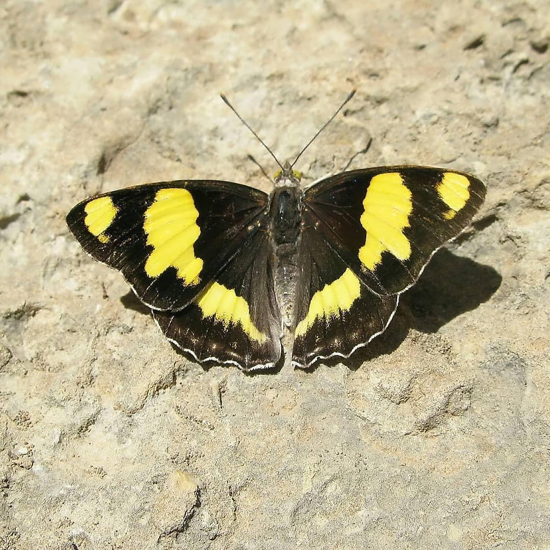 پروانه های ایران - Euapatura mirza