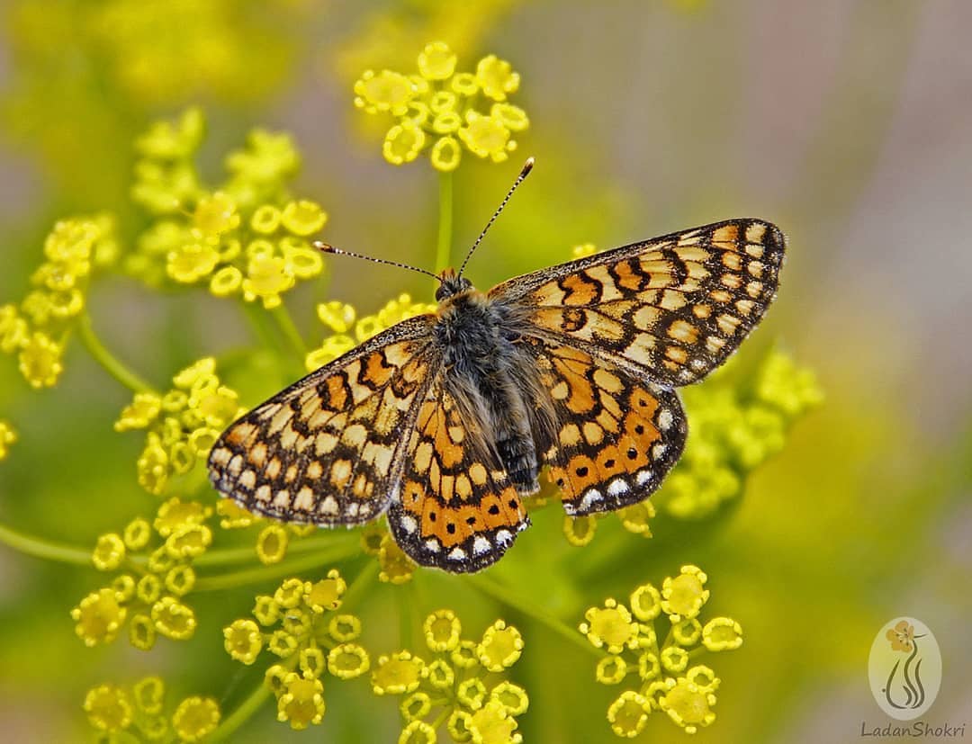 پروانه های ایران - Euphydryas aurinia