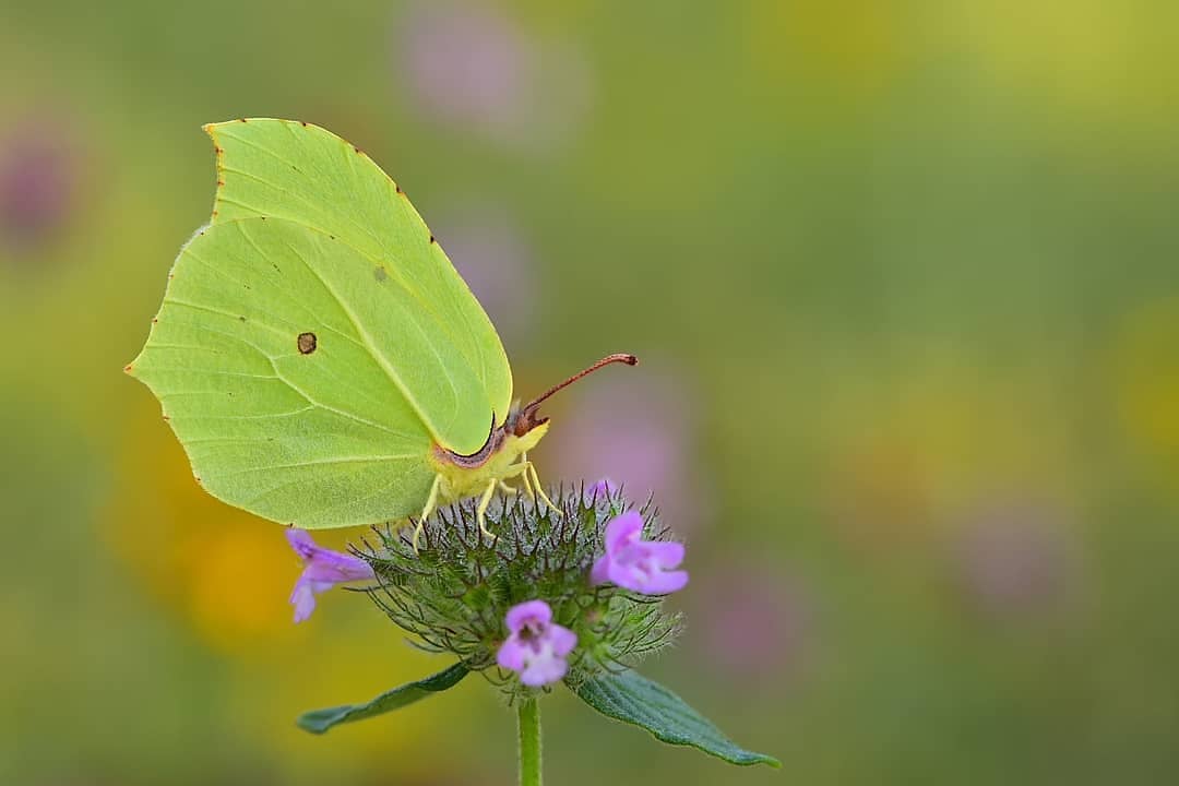 پروانه های ایران - Gonepteryx rhamni