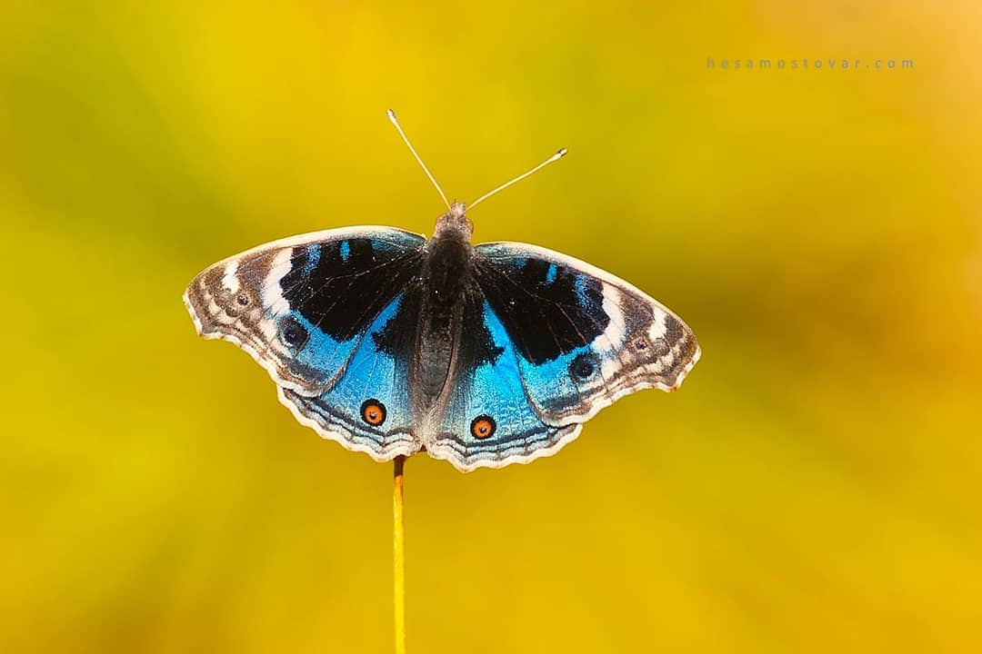 پروانه های ایران - Junonia orithya