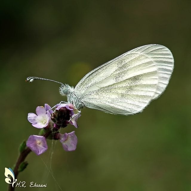 پروانه های ایران - Leptidea sinapis