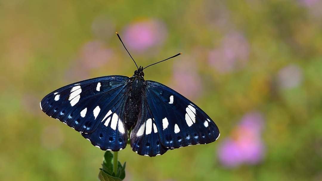 پروانه های ایران - Limenitis reducta