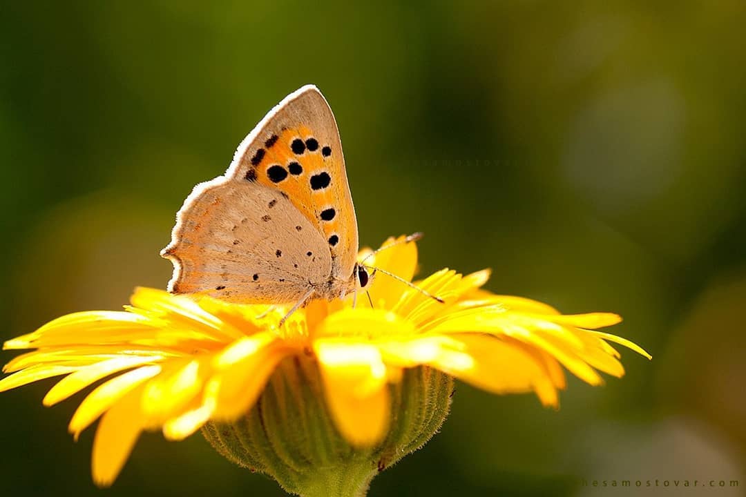 پروانه های ایران - Lycaena phlaeas