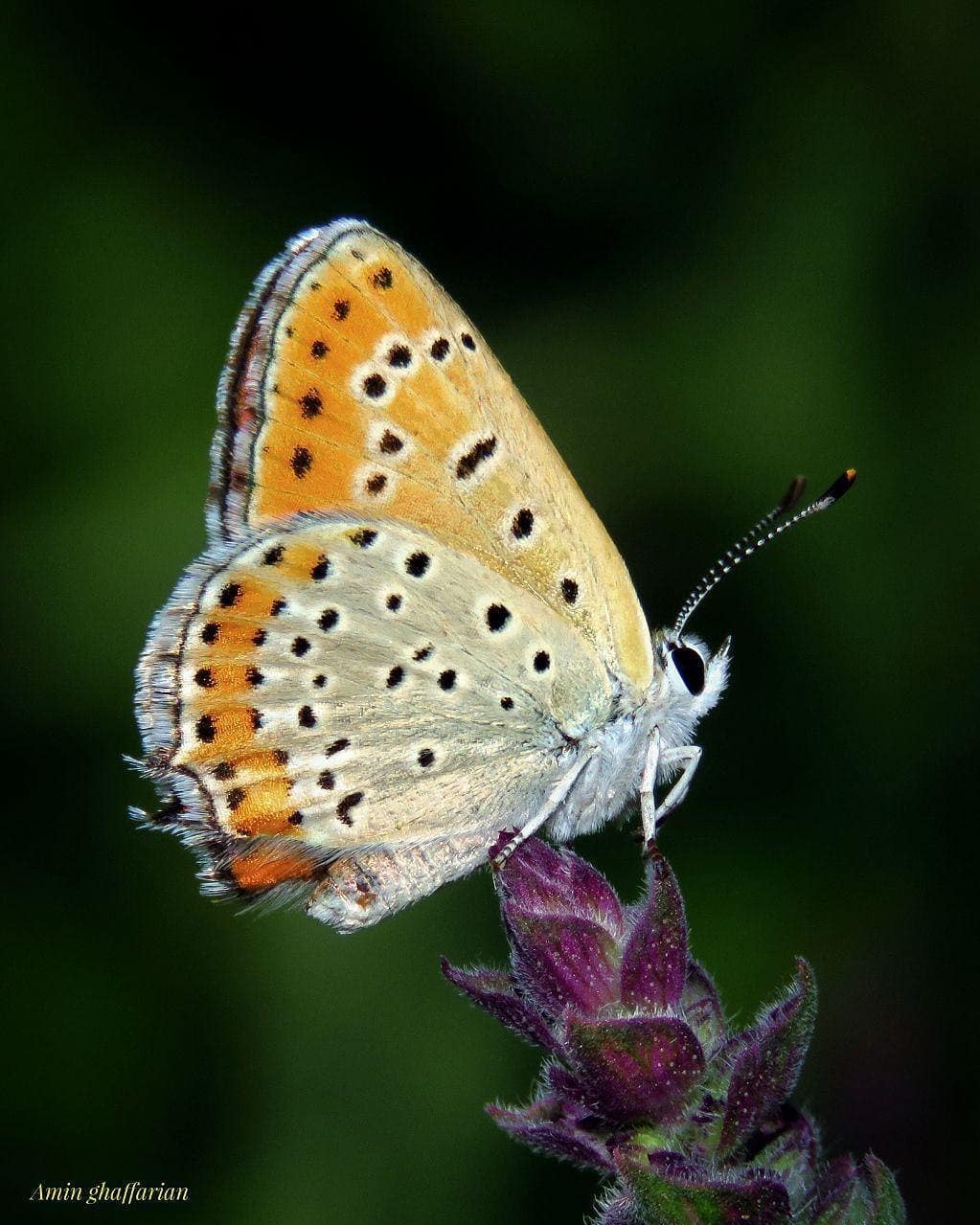 پروانه های ایران - Lycaena thersamon