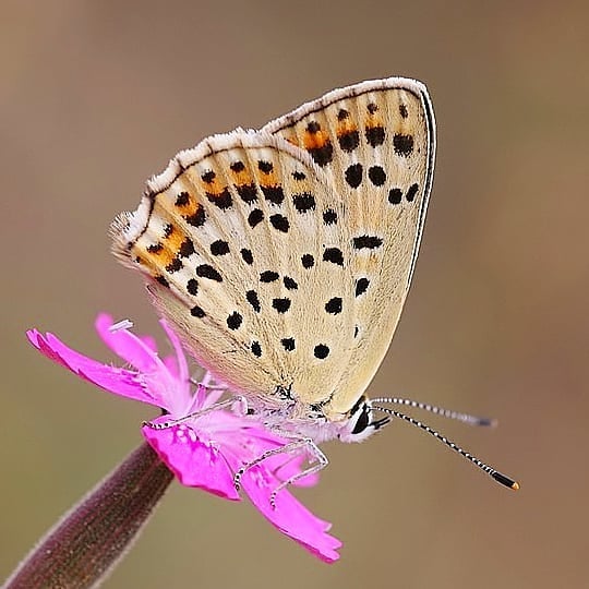 پروانه های ایران - Lycaena tityrus