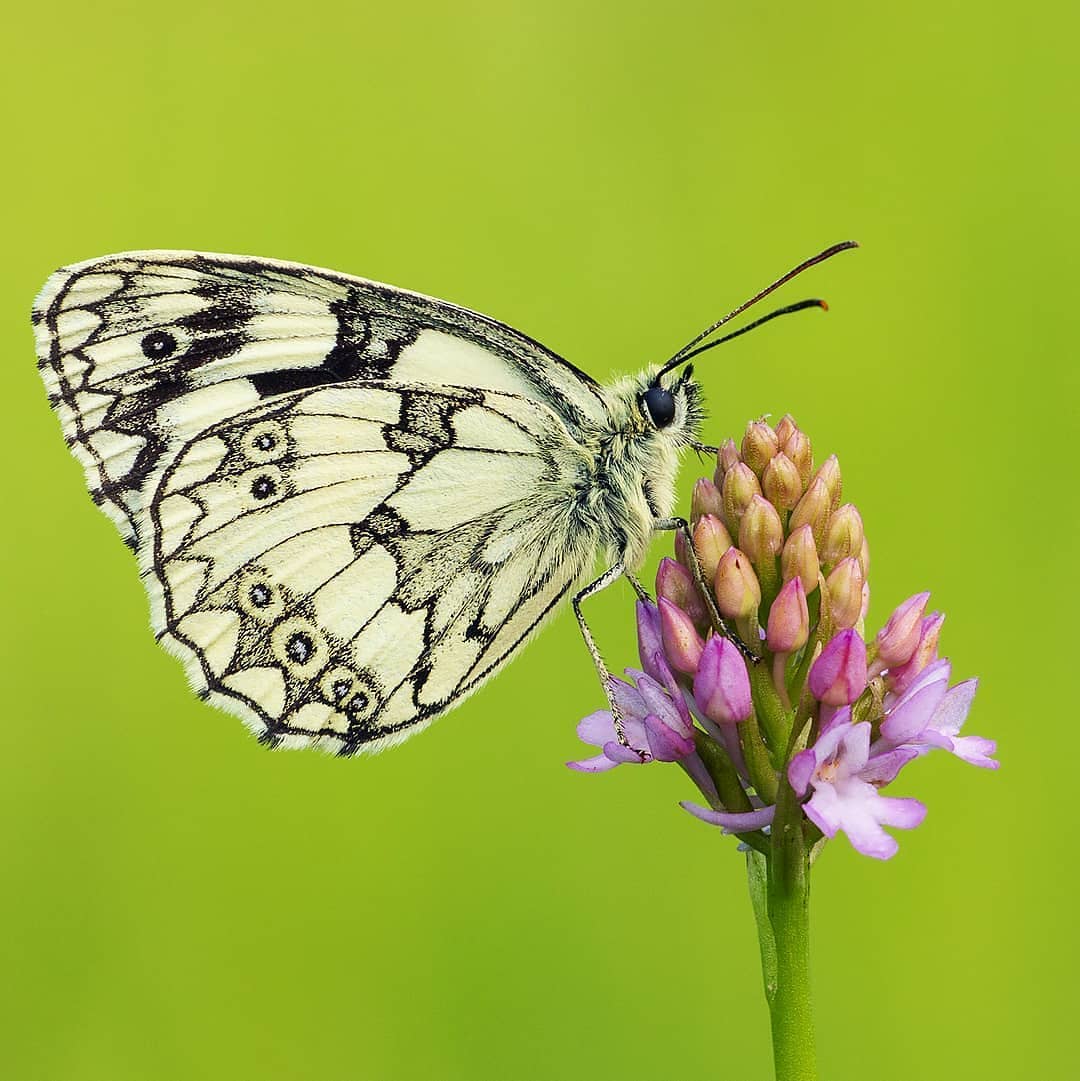 پروانه های ایران - Melanargia galathea