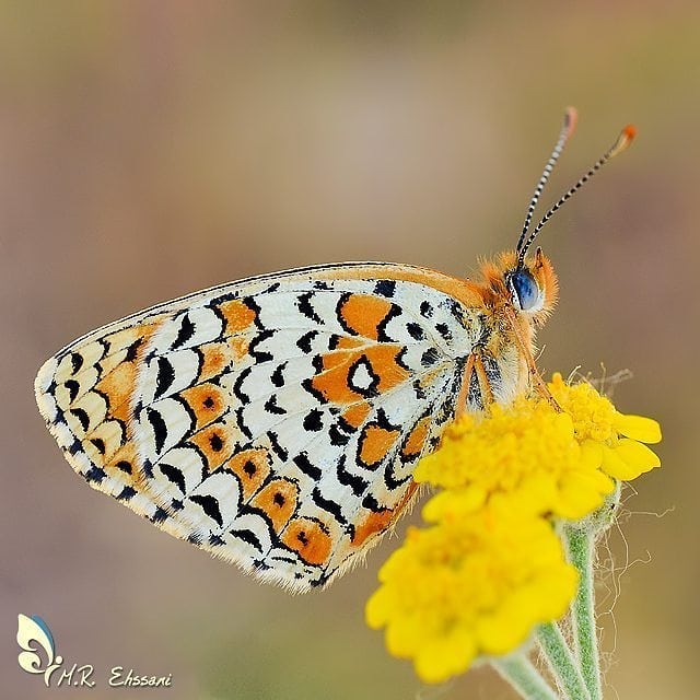 پروانه های ایران - Melitaea arduinna