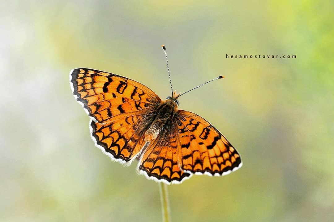 پروانه های ایران - Melitaea ornata