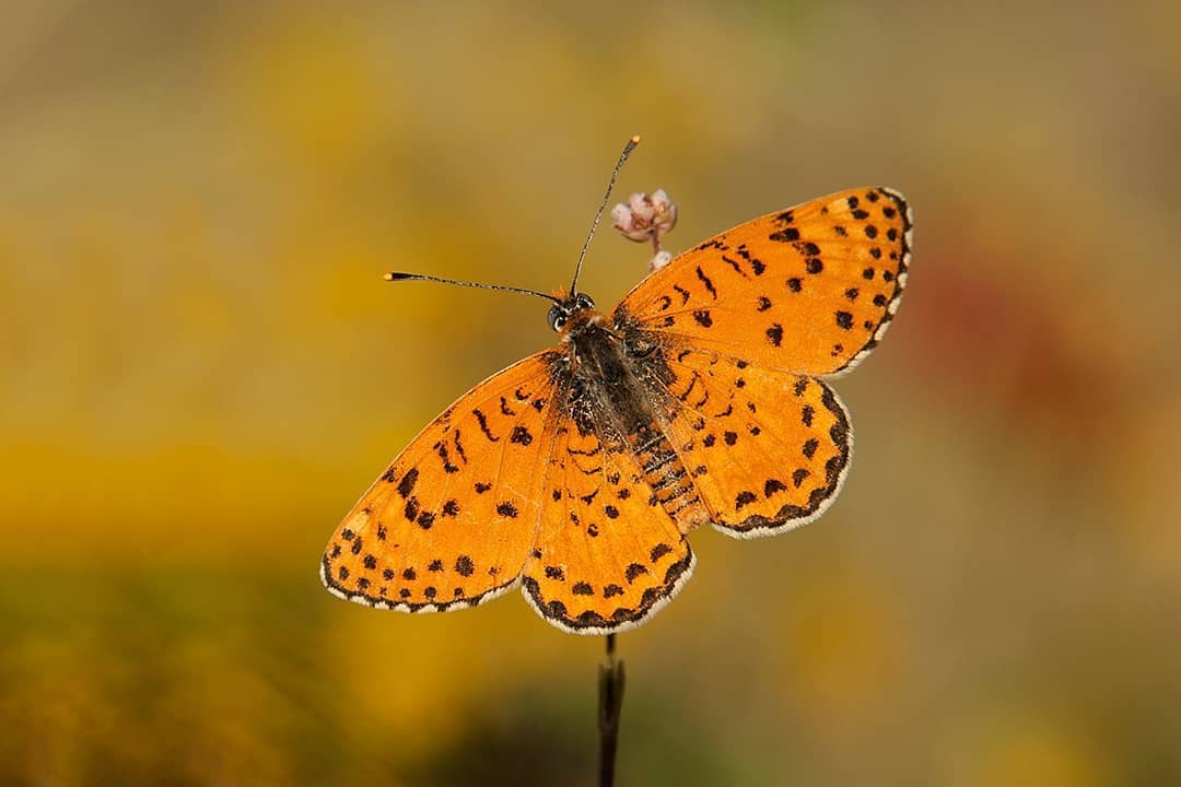 پروانه های ایران - Melitaea persea