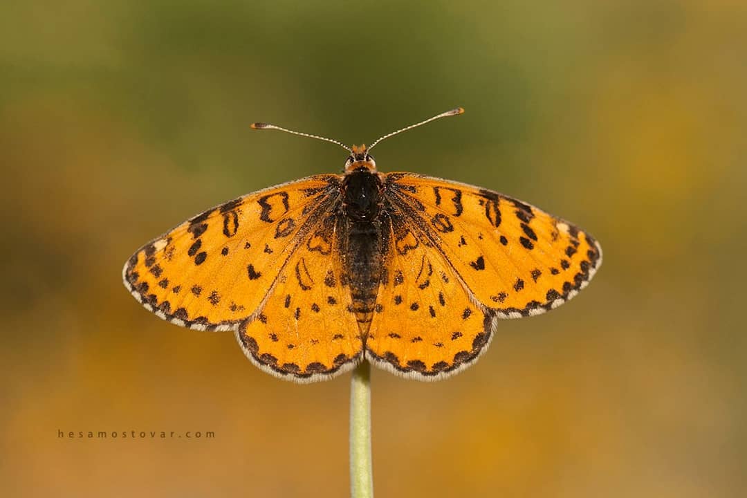 پروانه های ایران - Melitaea robertsi