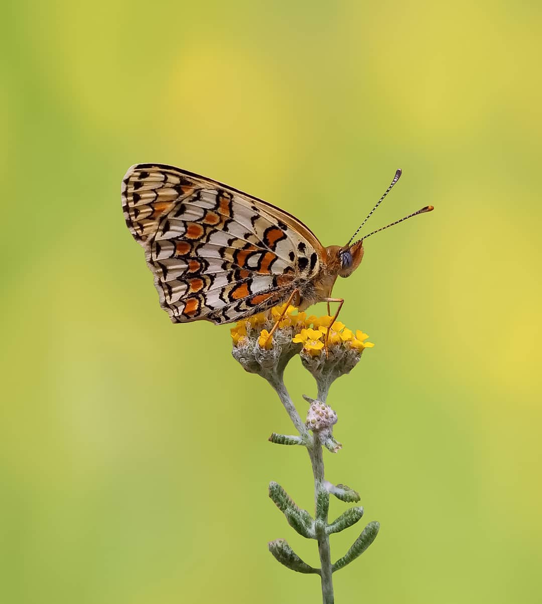 پروانه های ایران - Melitaea telona