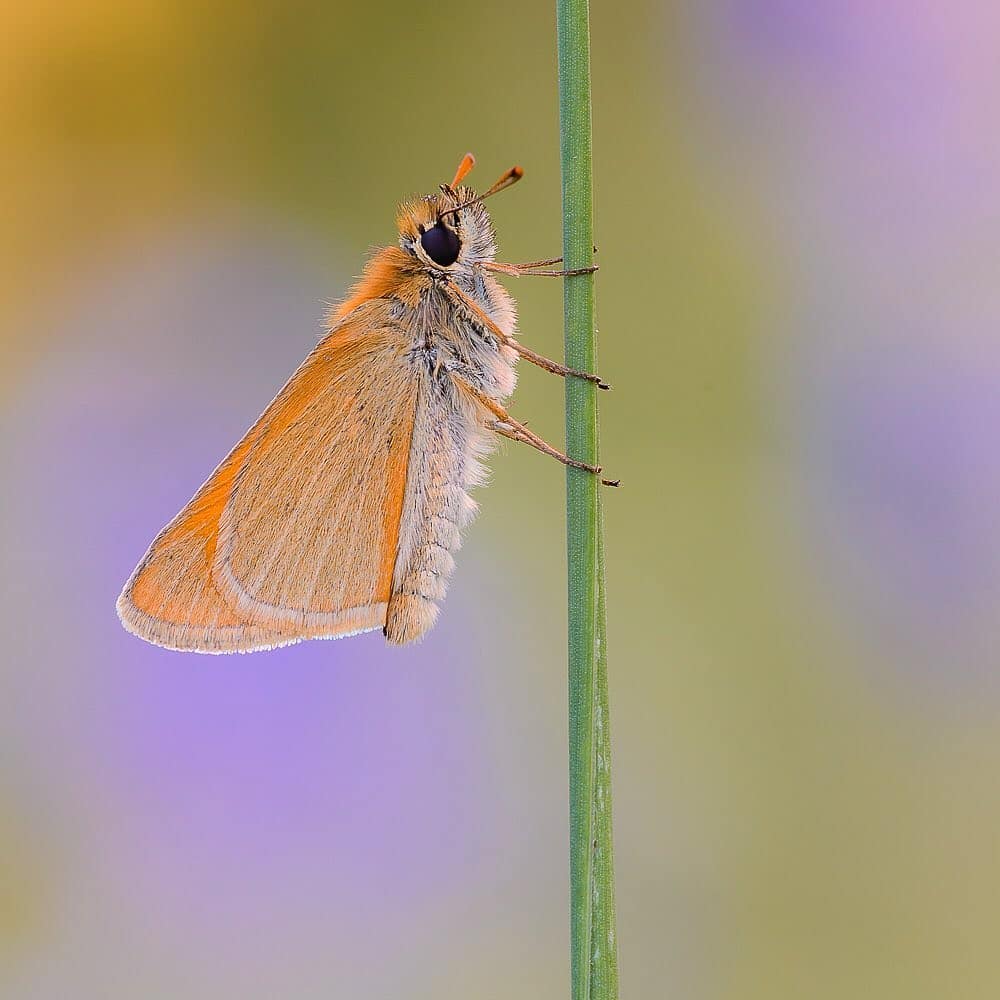 پروانه های ایران - Ochlodes sylvanus