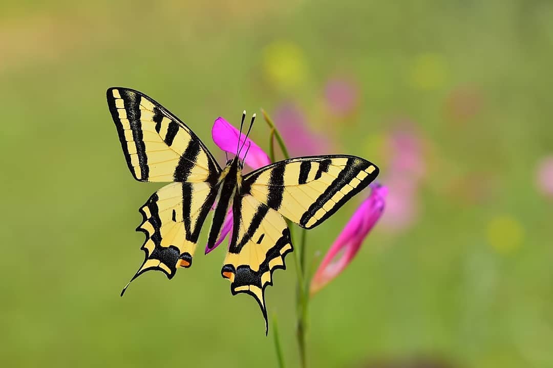 پروانه های ایران - Papilio alexanor