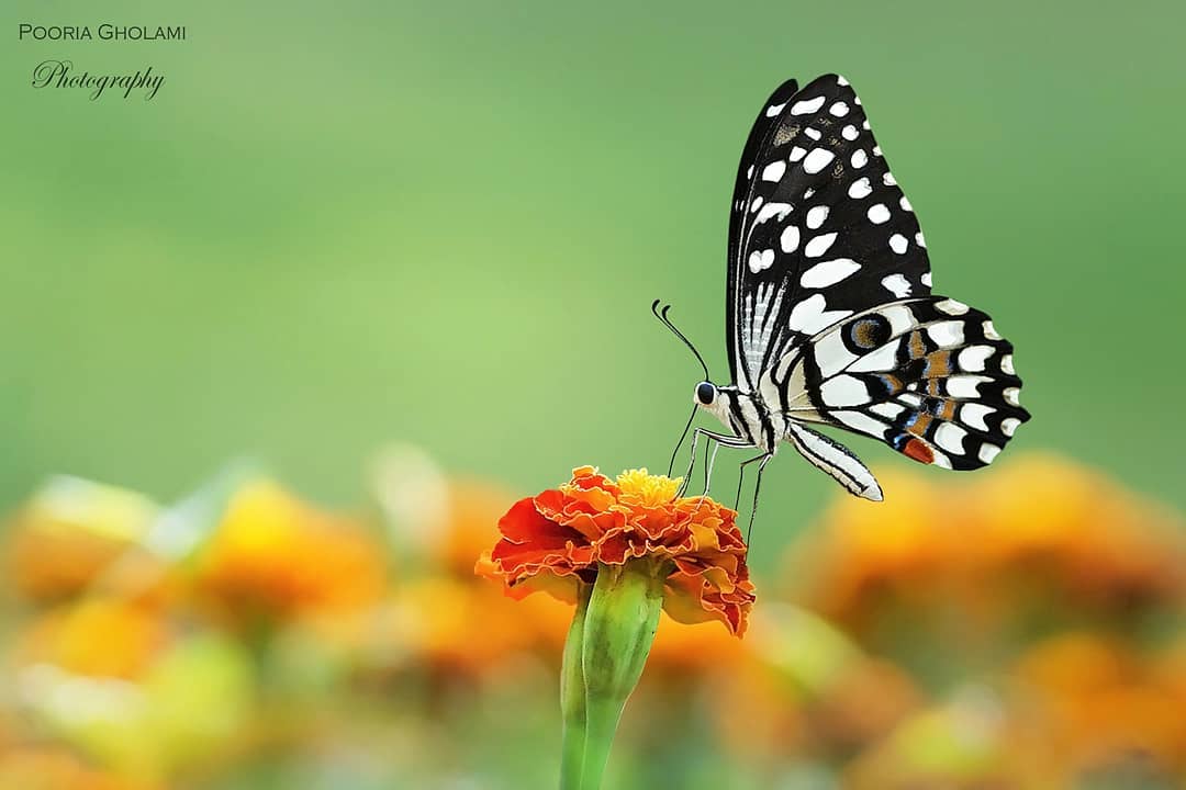 پروانه های ایران - Papilio demoleus