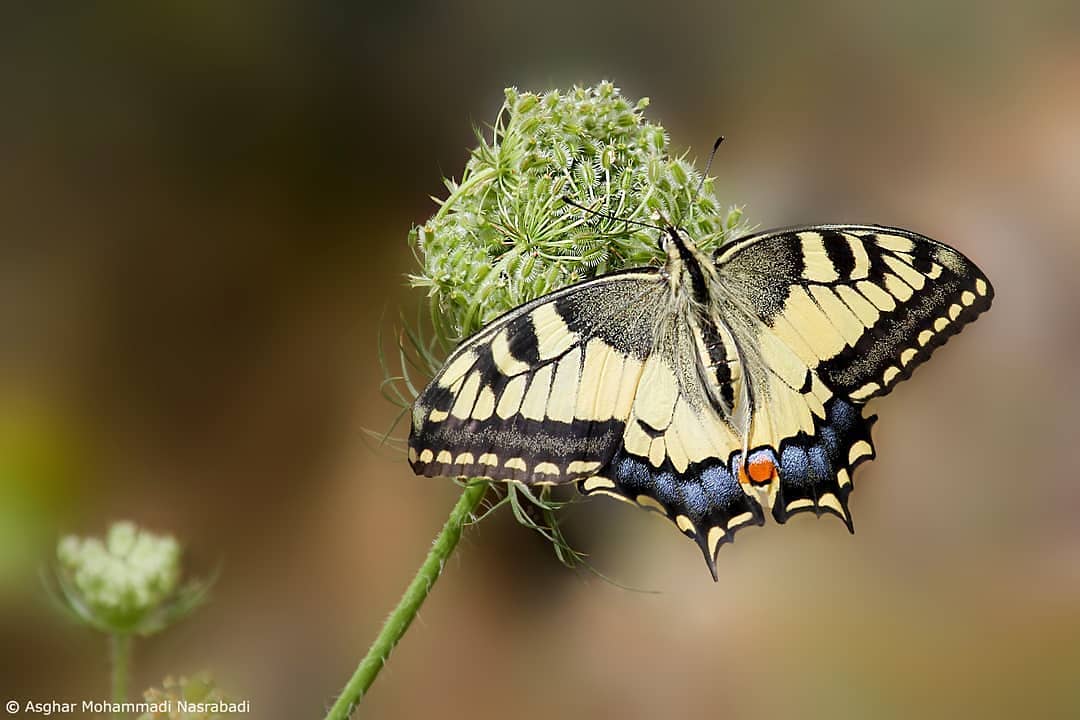 پروانه های ایران - Papilio machaon