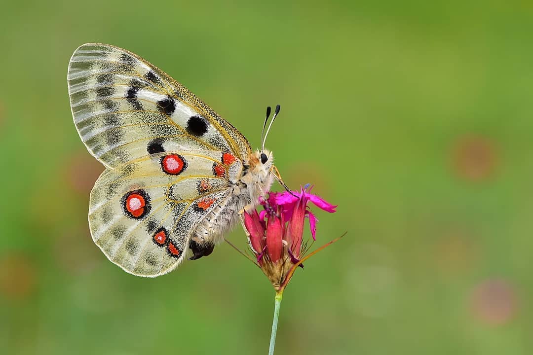 پروانه های ایران - Parnassius apollo