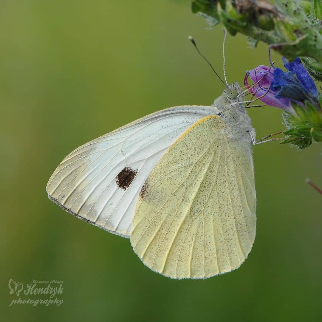 پروانه های ایران - Pieris brassicae