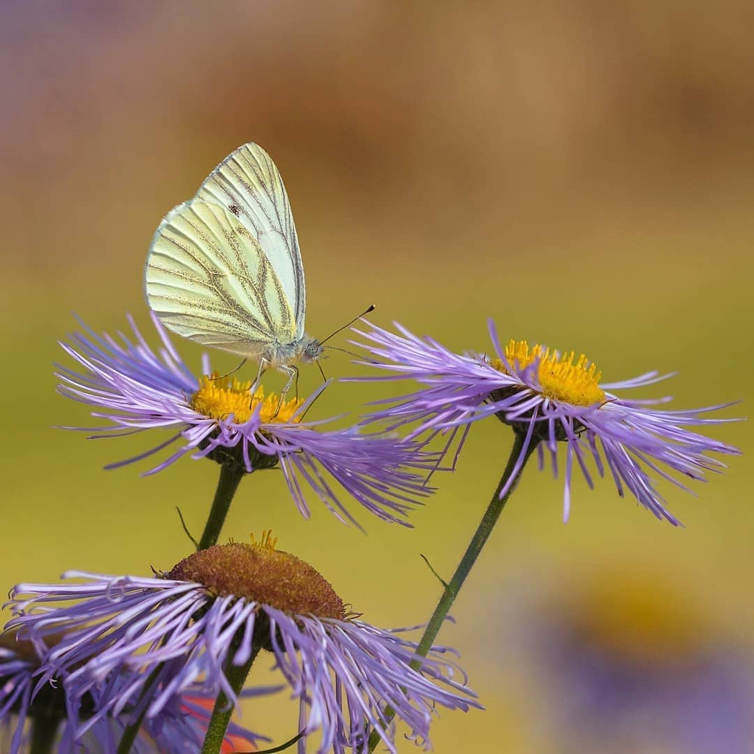 پروانه های ایران - Pieris napi