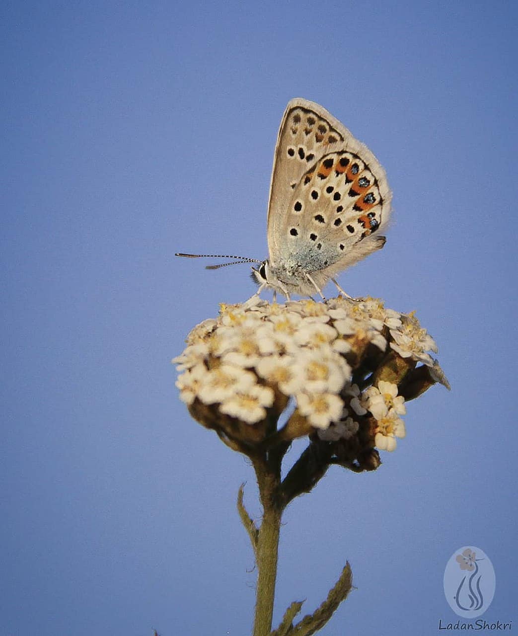 پروانه های ایران - Plebejus idas