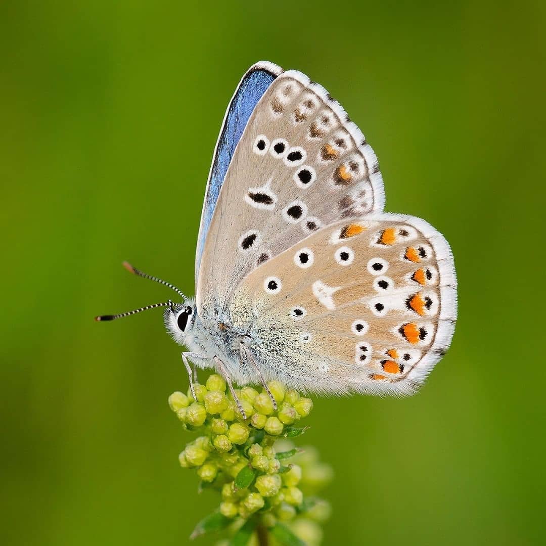 پروانه های ایران - Polyommatus bellargus