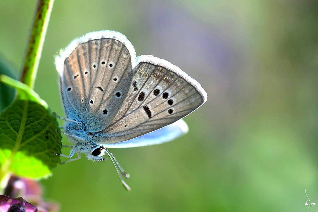 پروانه های ایران - Polyommatus cyaneus