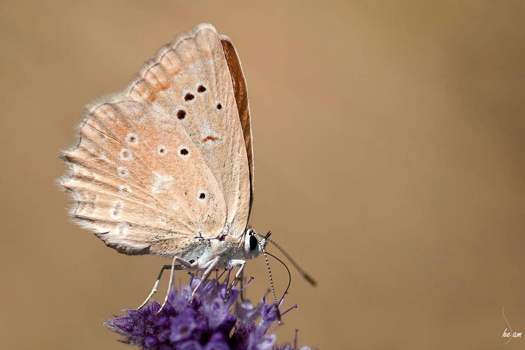 پروانه های ایران - Polyommatus daphnis