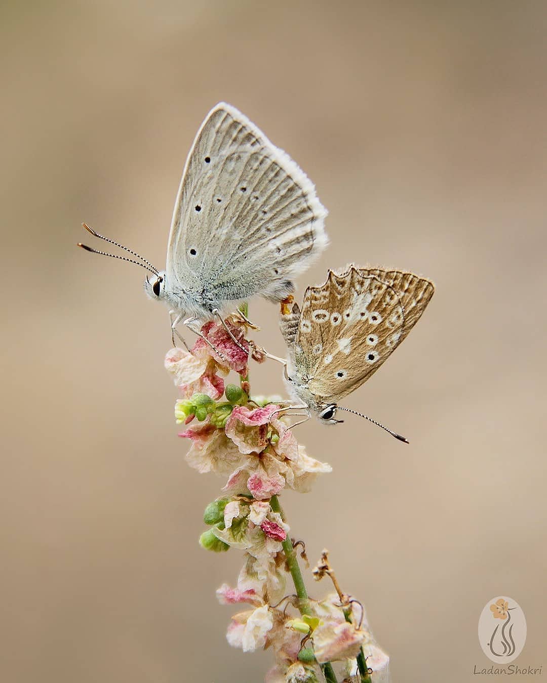 پروانه های ایران - Polyommatus daphnis