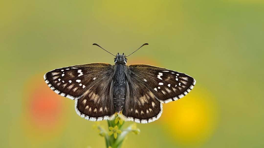 پروانه های ایران - Pyrgus sidae