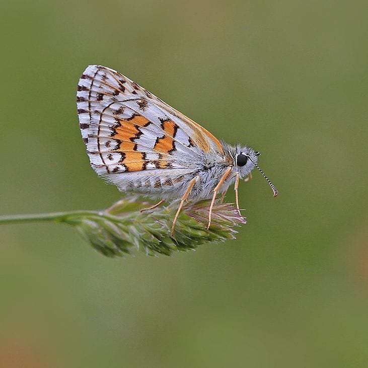 پروانه های ایران - Pyrgus sidae