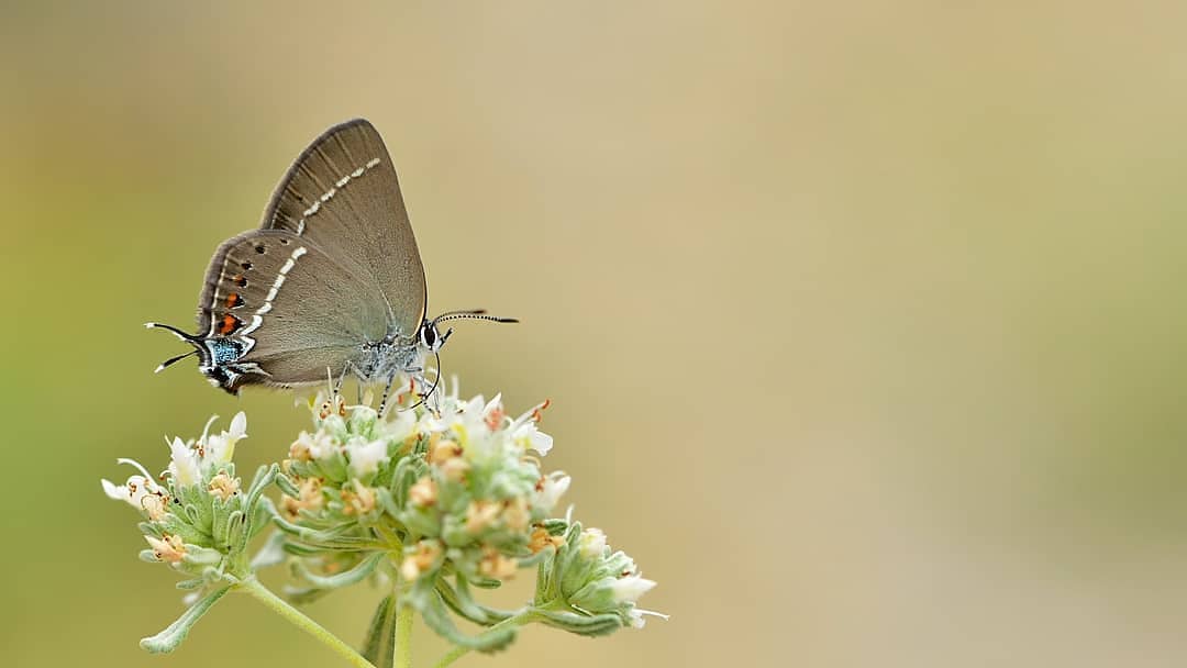 پروانه های ایران - Satyrium spini