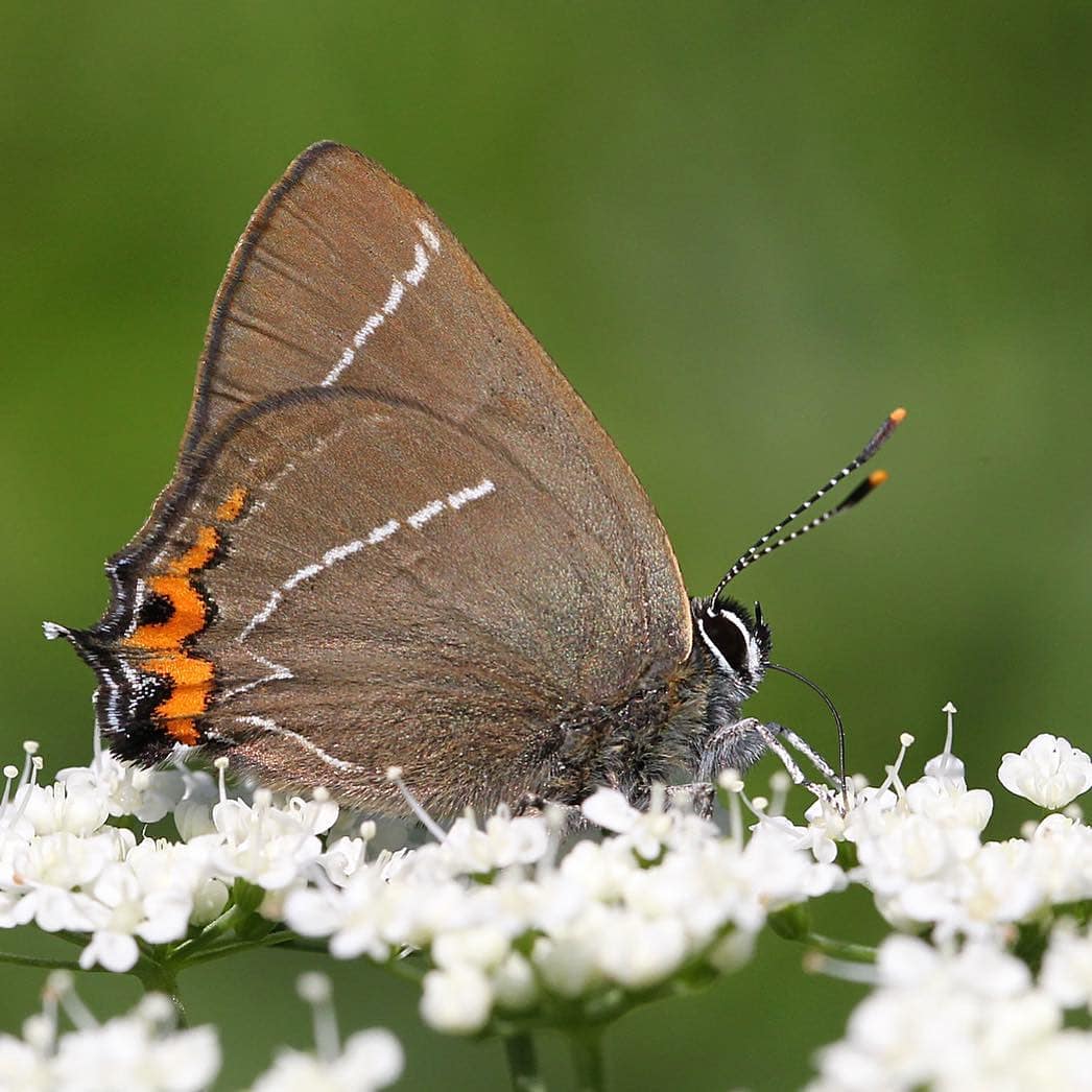 پروانه های ایران - Satyrium w-album