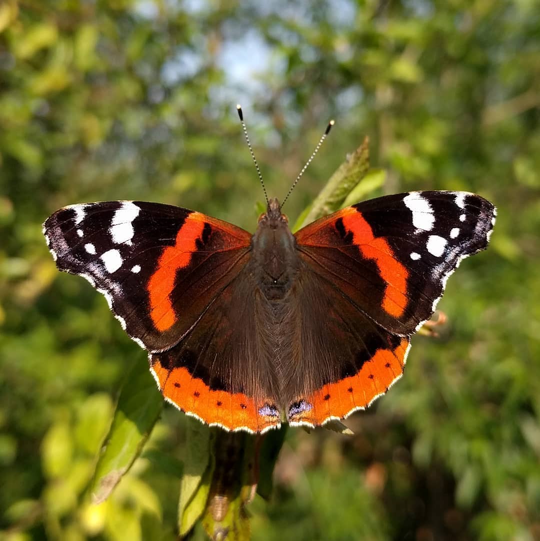 پروانه های ایران - Vanessa atalanta