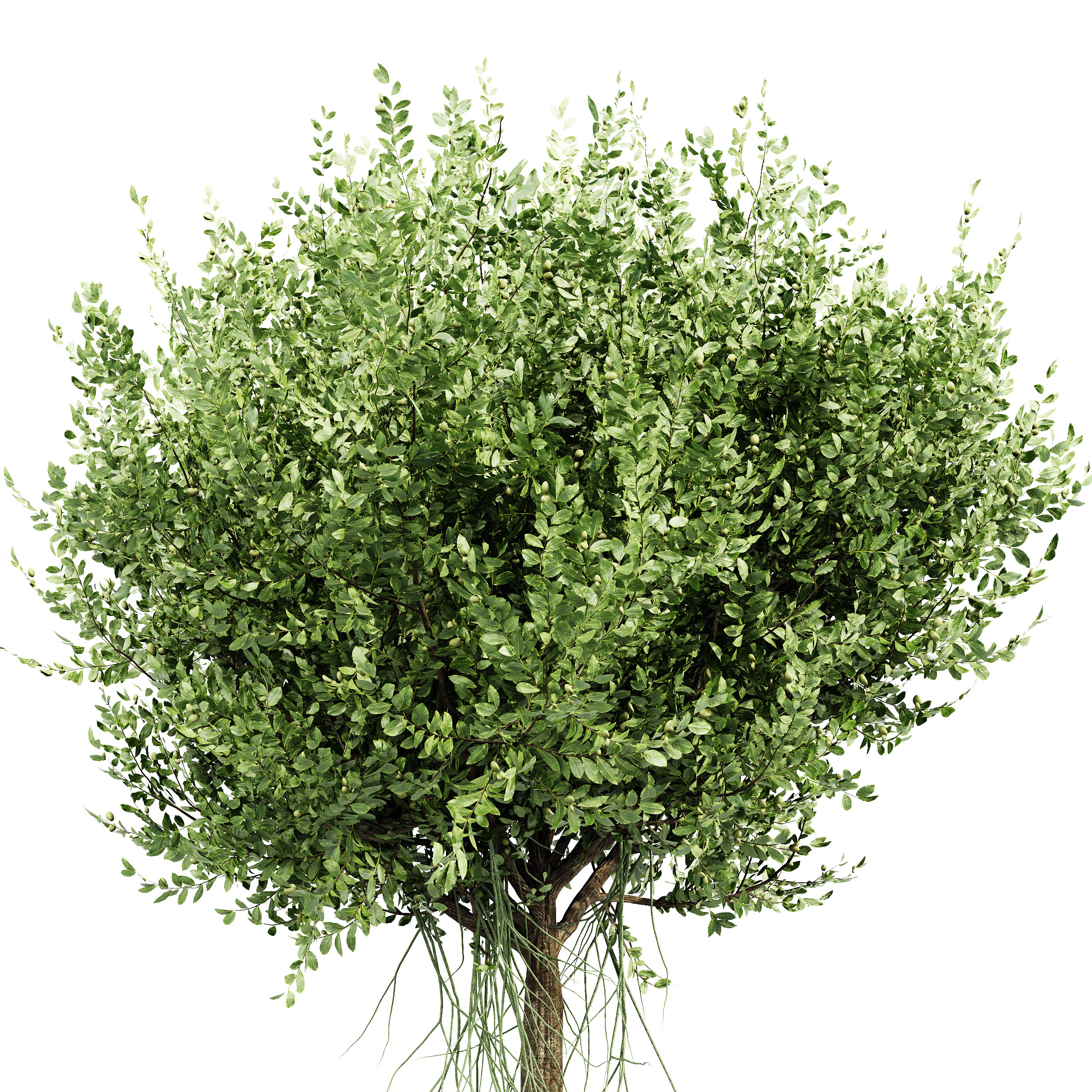 Agar wood tree - Tree - 3D model