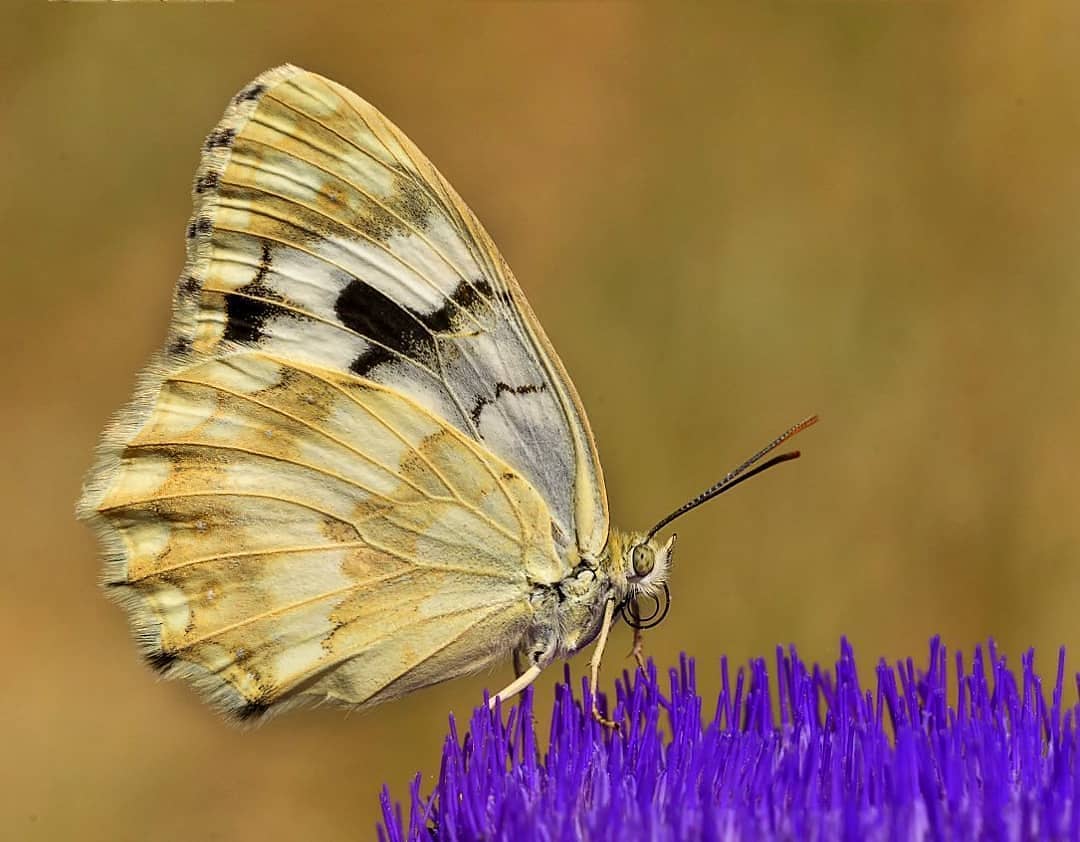 پروانه های ایران - Melanargia larissa