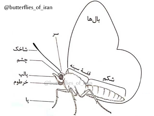 شکل شناسی پروانه ها