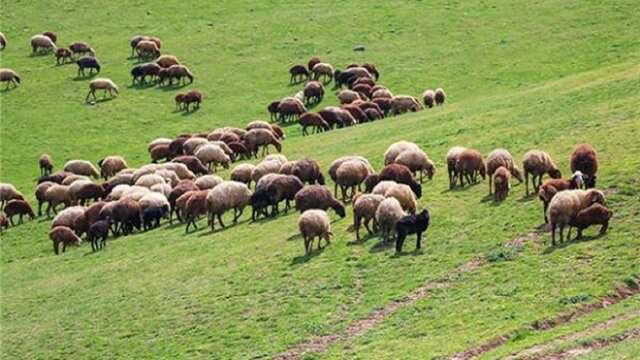 چرای دام ها